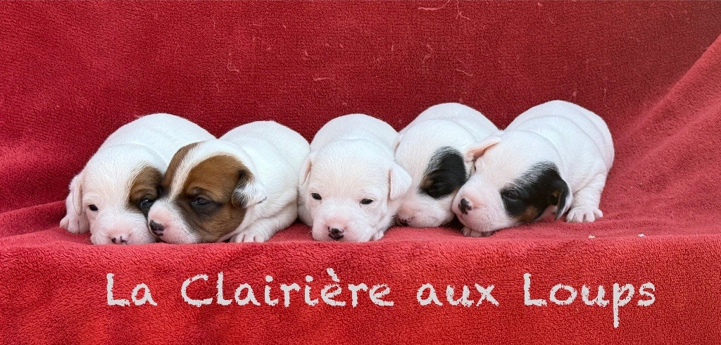 du Domaine de la Clairiere aux Loups - À réserver la portée de Rosemary et de Rocco 4 mâles et 1 femelle