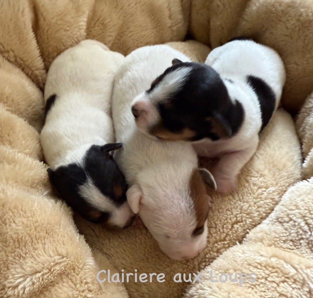 du Domaine de la Clairiere aux Loups - A RÉSERVER 1 MÂLE et 2 FEMELLES LOF DISPONIBLES MI JUIN
