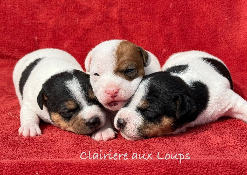 du Domaine de la Clairiere aux Loups - A RÉSERVER 1 MÂLE et 2 FEMELLES LOF DISPONIBLES MI JUIN