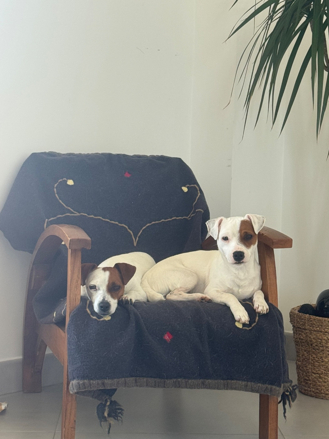 2 jacks issus de notre production