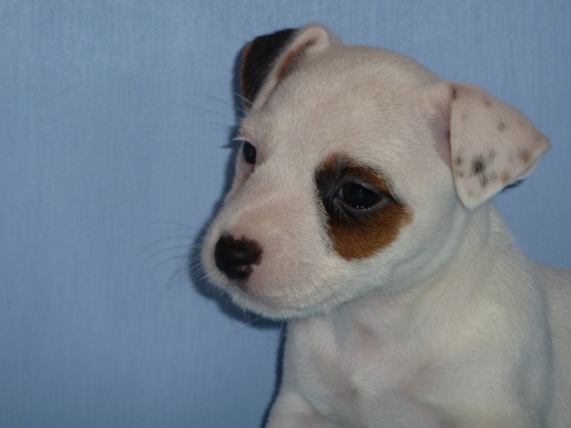 PHOTOS DE CHIOTS NES A L ELEVAGE