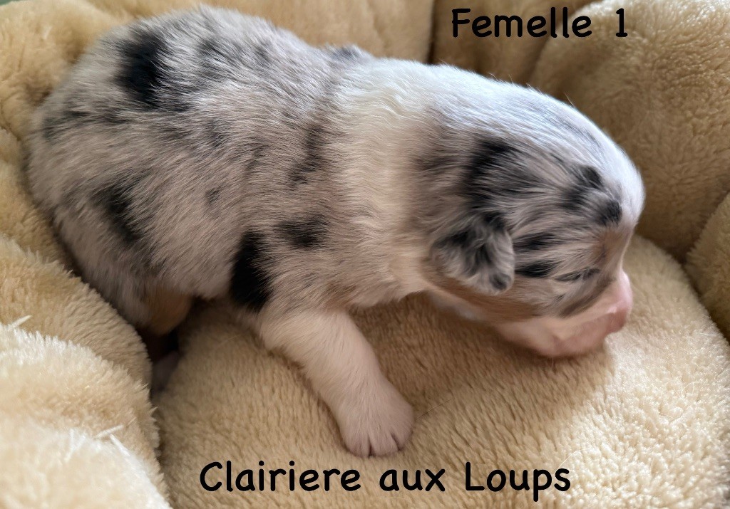 du Domaine de la Clairiere aux Loups - Chiots disponibles - Berger Australien