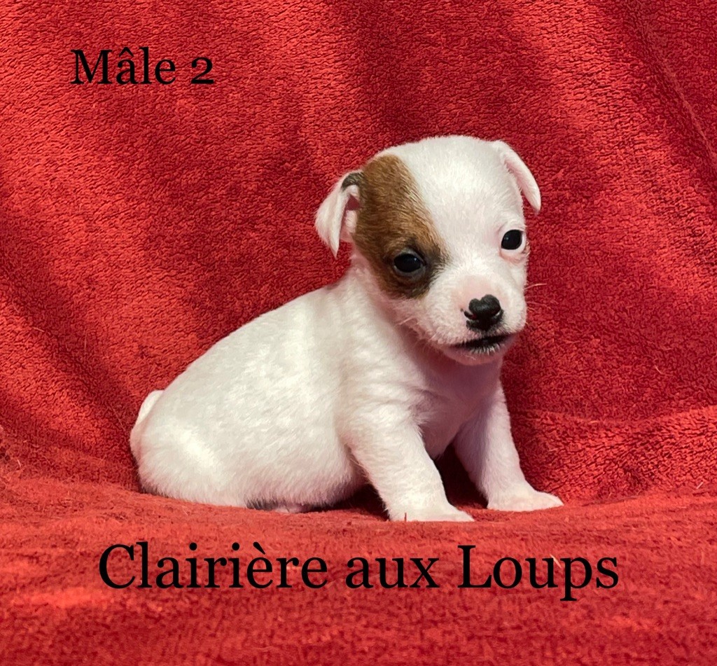 du Domaine de la Clairiere aux Loups - Jack Russell Terrier - Portée née le 06/06/2021