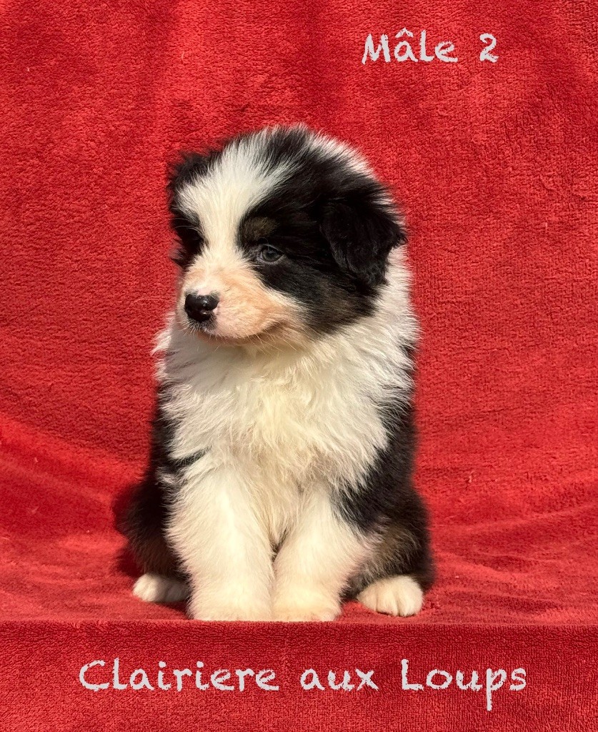 du Domaine de la Clairiere aux Loups - Chiots disponibles - Berger Australien