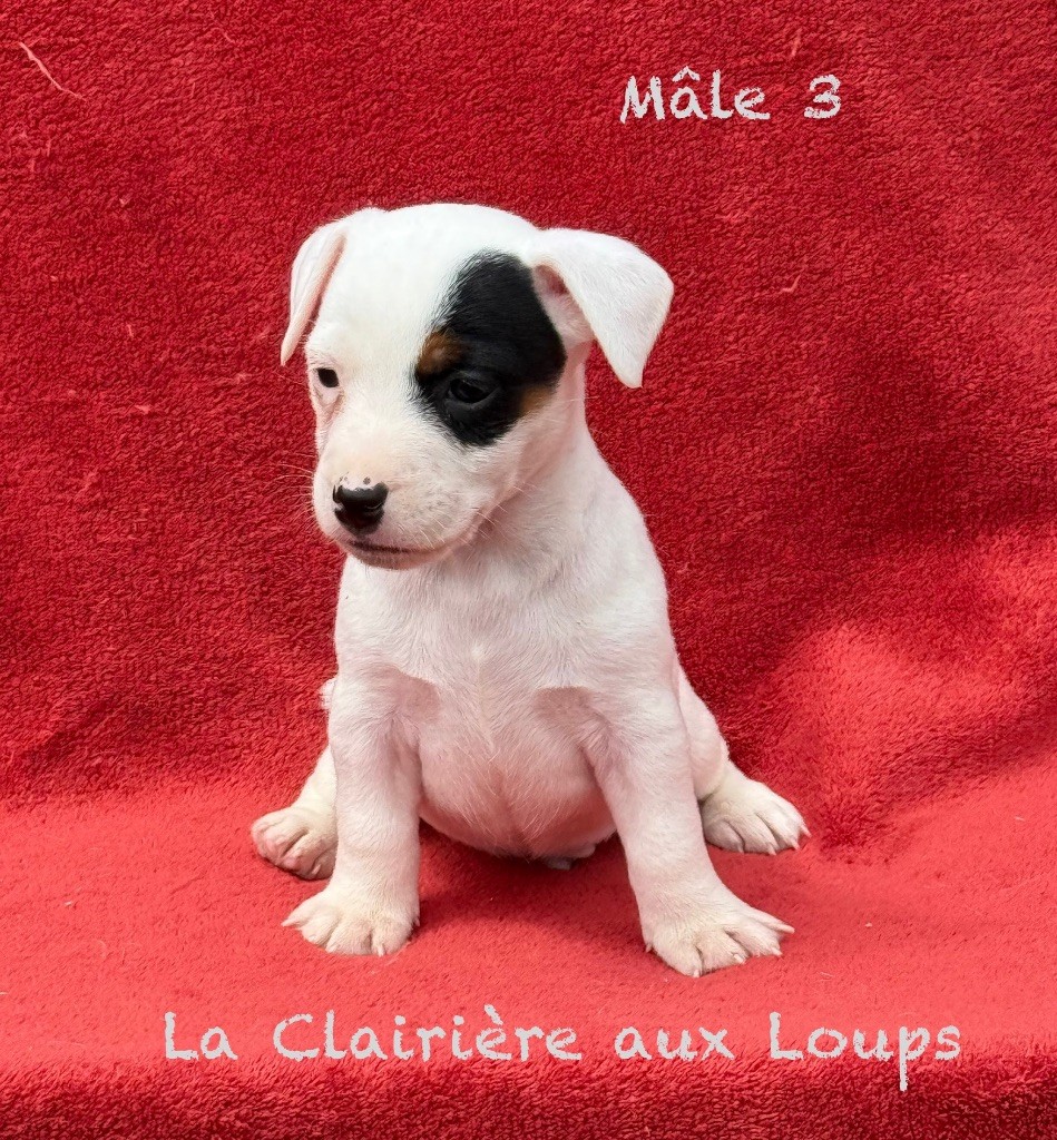 du Domaine de la Clairiere aux Loups - Chiots disponibles - Jack Russell Terrier