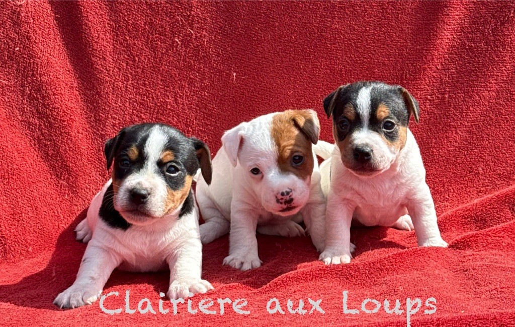 du Domaine de la Clairiere aux Loups - Jack Russell Terrier - Portée née le 25/04/2025