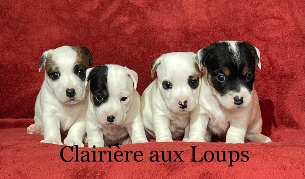 du Domaine de la Clairiere aux Loups - Jack Russell Terrier - Portée née le 14/08/2021
