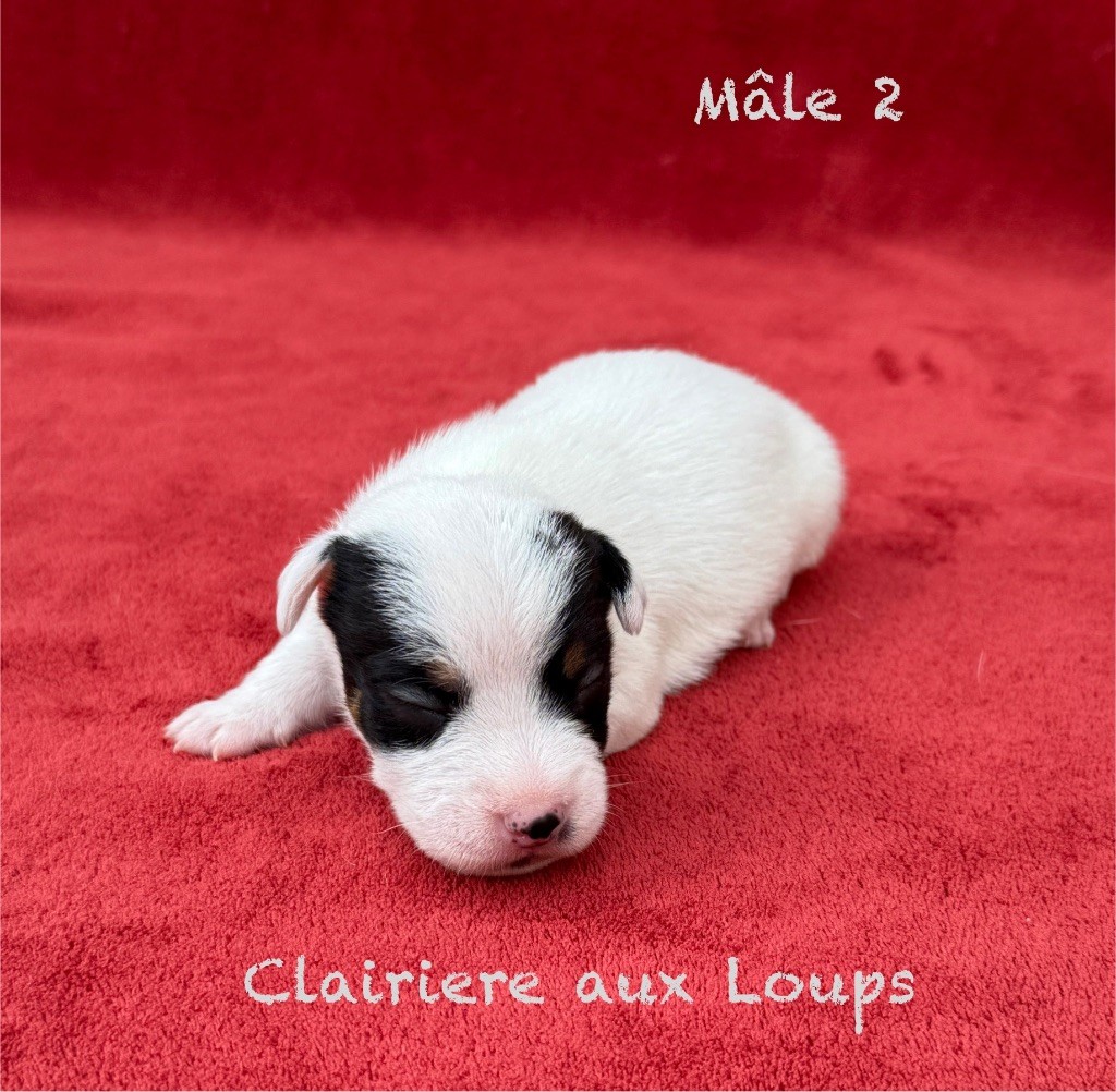 du Domaine de la Clairiere aux Loups - Chiots disponibles - Jack Russell Terrier