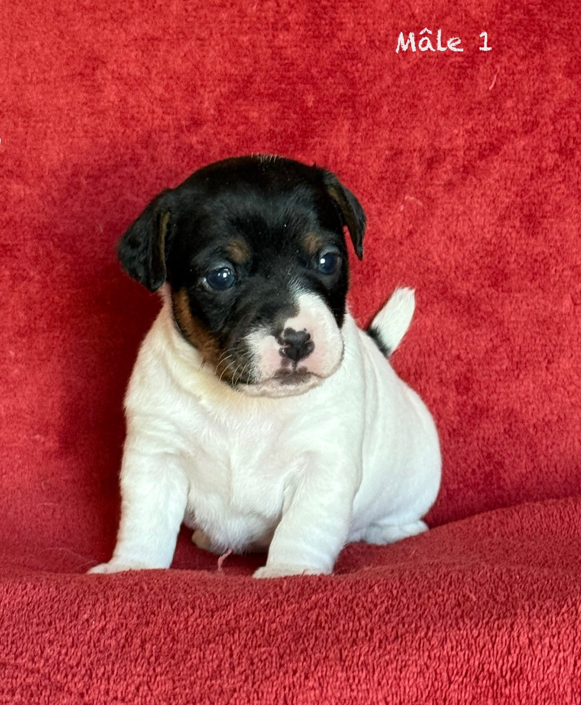 du Domaine de la Clairiere aux Loups - Chiots disponibles - Jack Russell Terrier