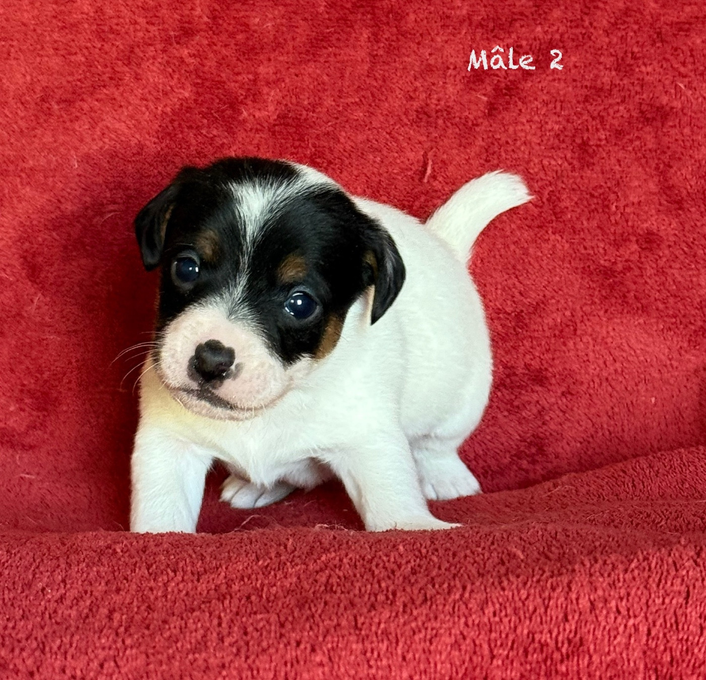 du Domaine de la Clairiere aux Loups - Chiots disponibles - Jack Russell Terrier