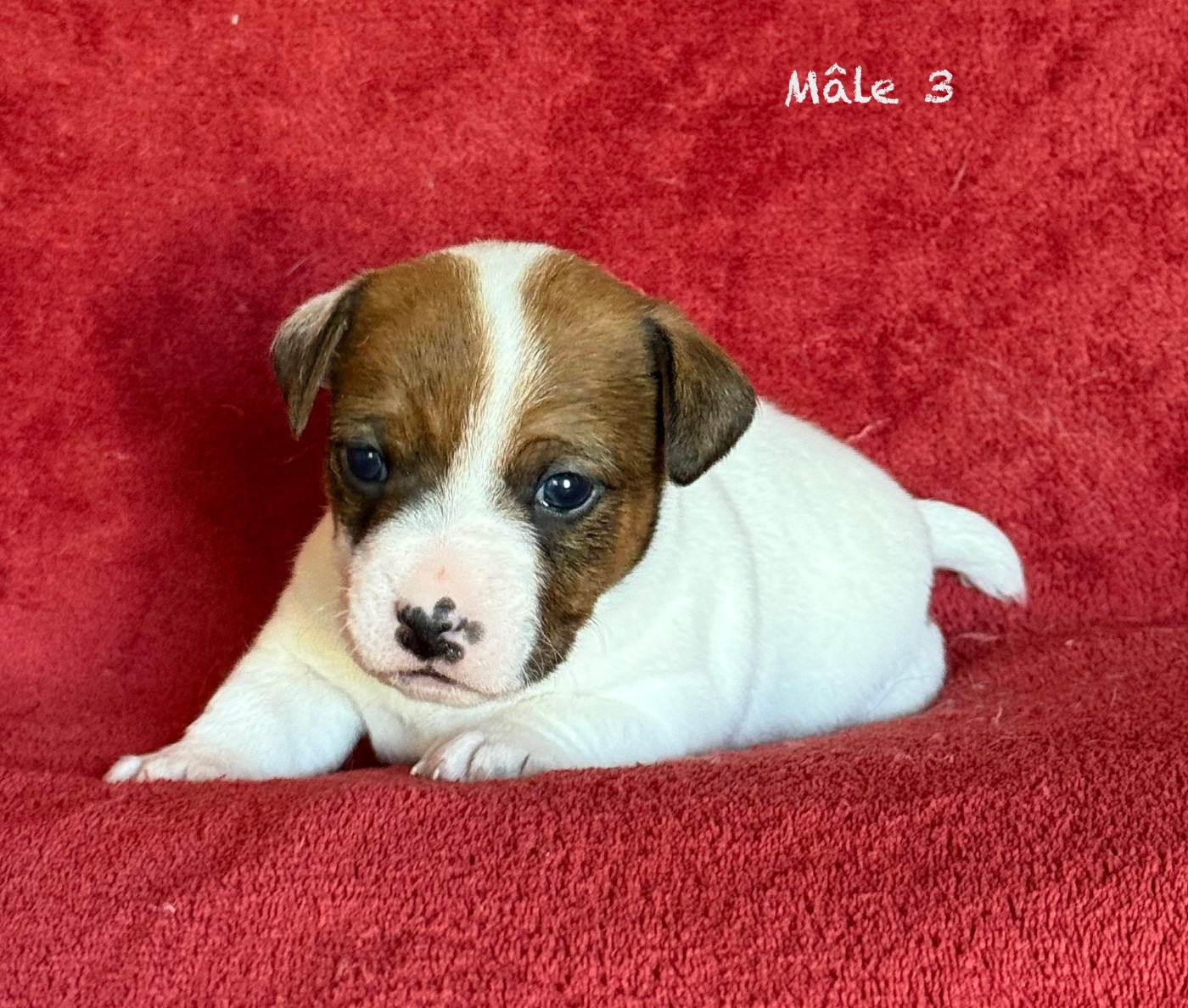 du Domaine de la Clairiere aux Loups - Chiots disponibles - Jack Russell Terrier