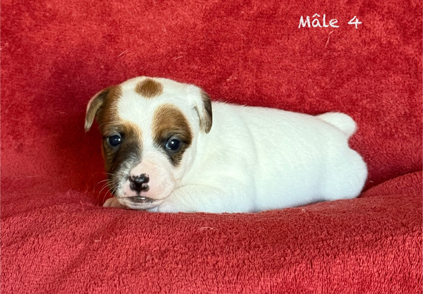 du Domaine de la Clairiere aux Loups - Chiots disponibles - Jack Russell Terrier