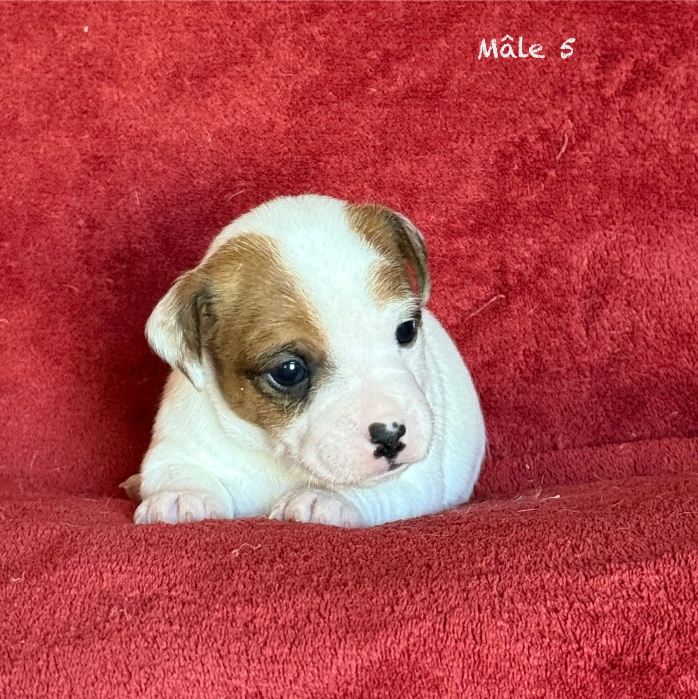 du Domaine de la Clairiere aux Loups - Chiots disponibles - Jack Russell Terrier