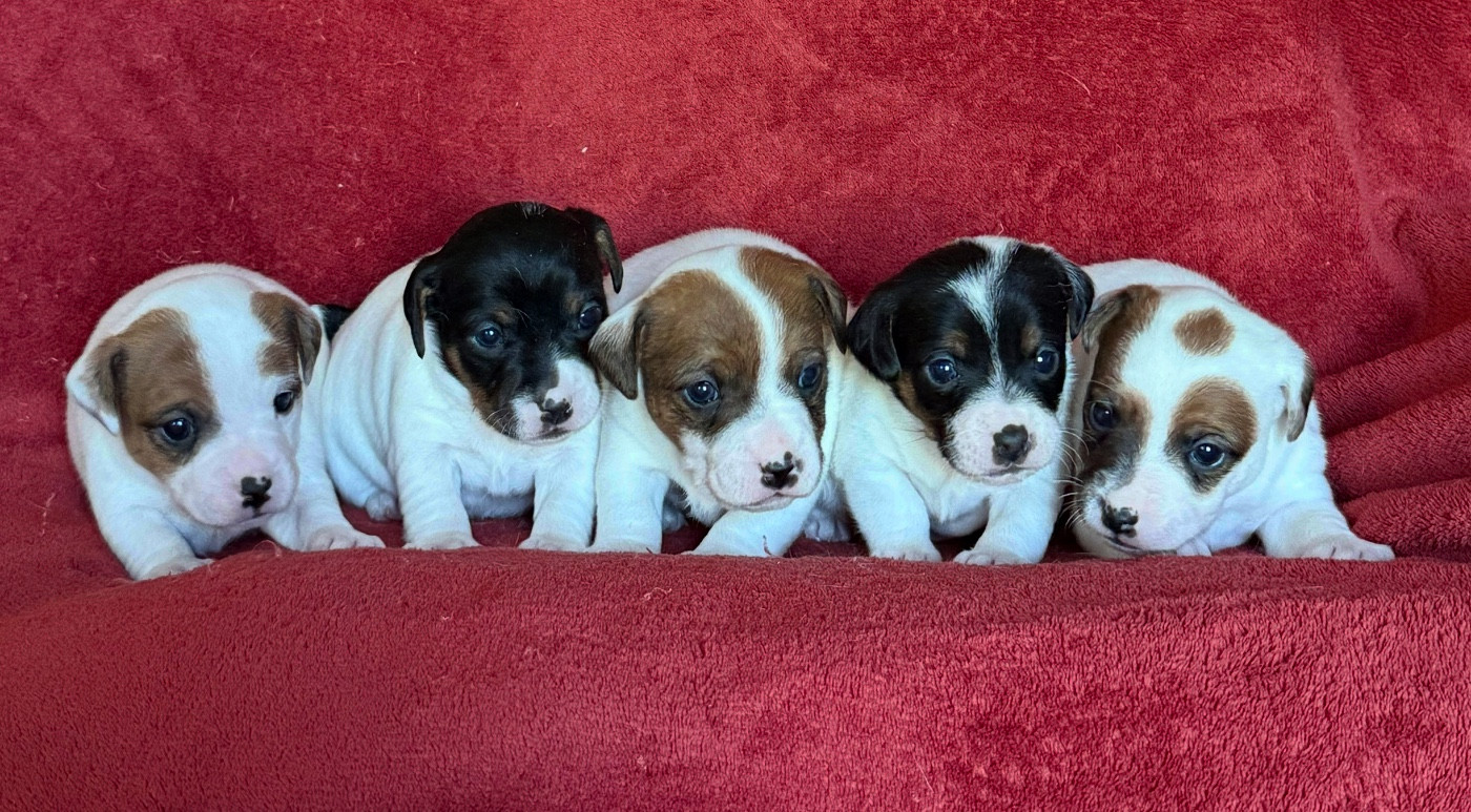 Chiot Jack Russell Terrier du Domaine de la Clairiere aux Loups