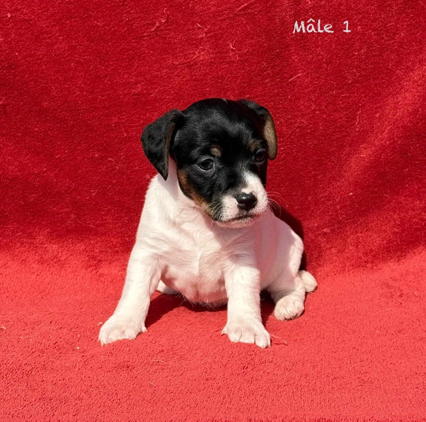 du Domaine de la Clairiere aux Loups - Chiots disponibles - Jack Russell Terrier