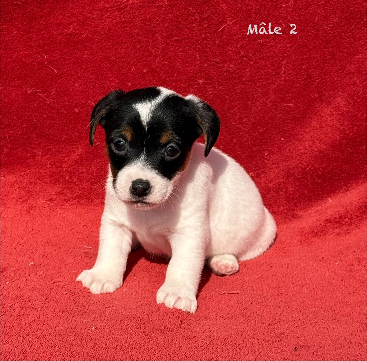 du Domaine de la Clairiere aux Loups - Chiots disponibles - Jack Russell Terrier