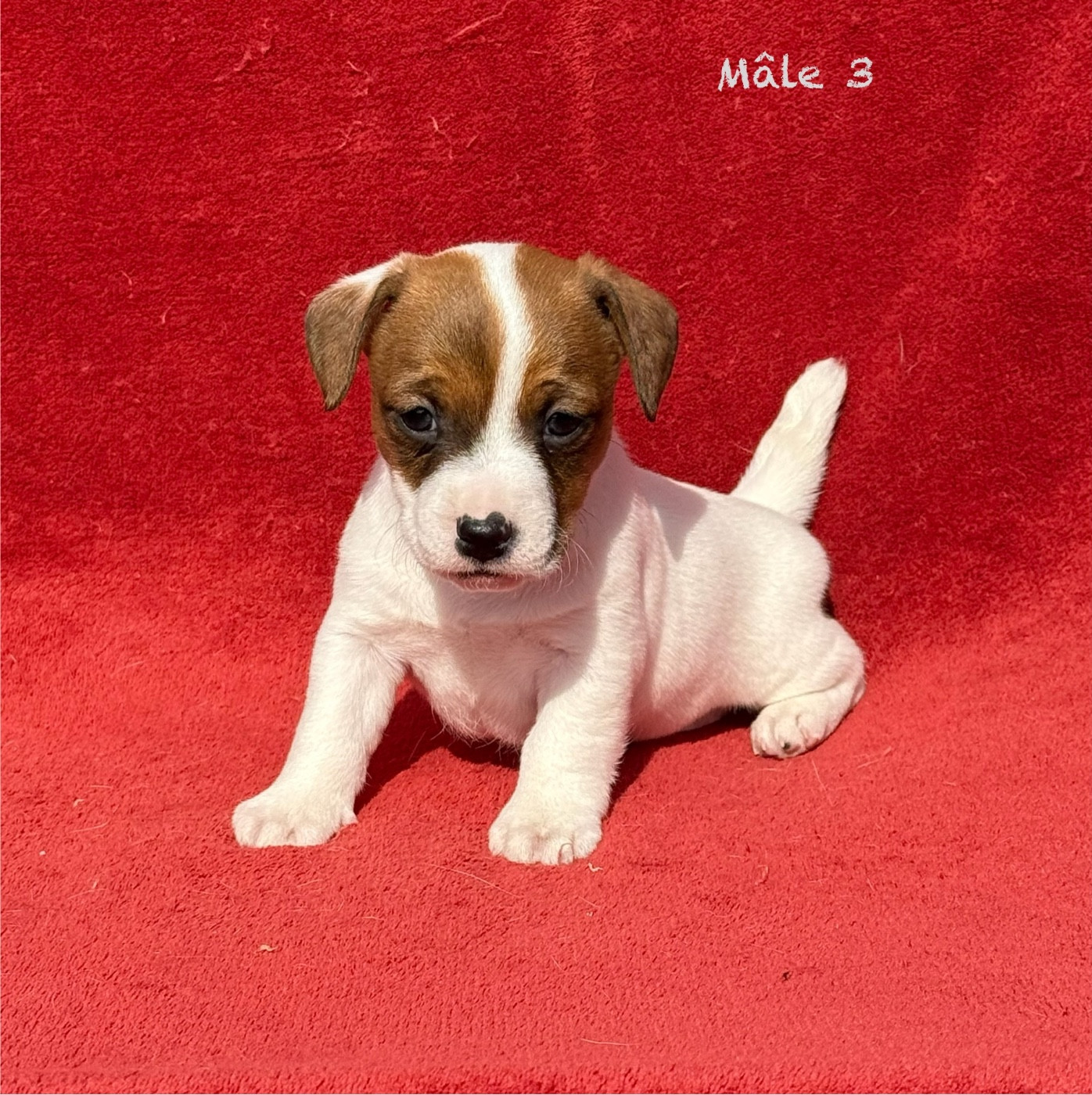 du Domaine de la Clairiere aux Loups - Chiots disponibles - Jack Russell Terrier