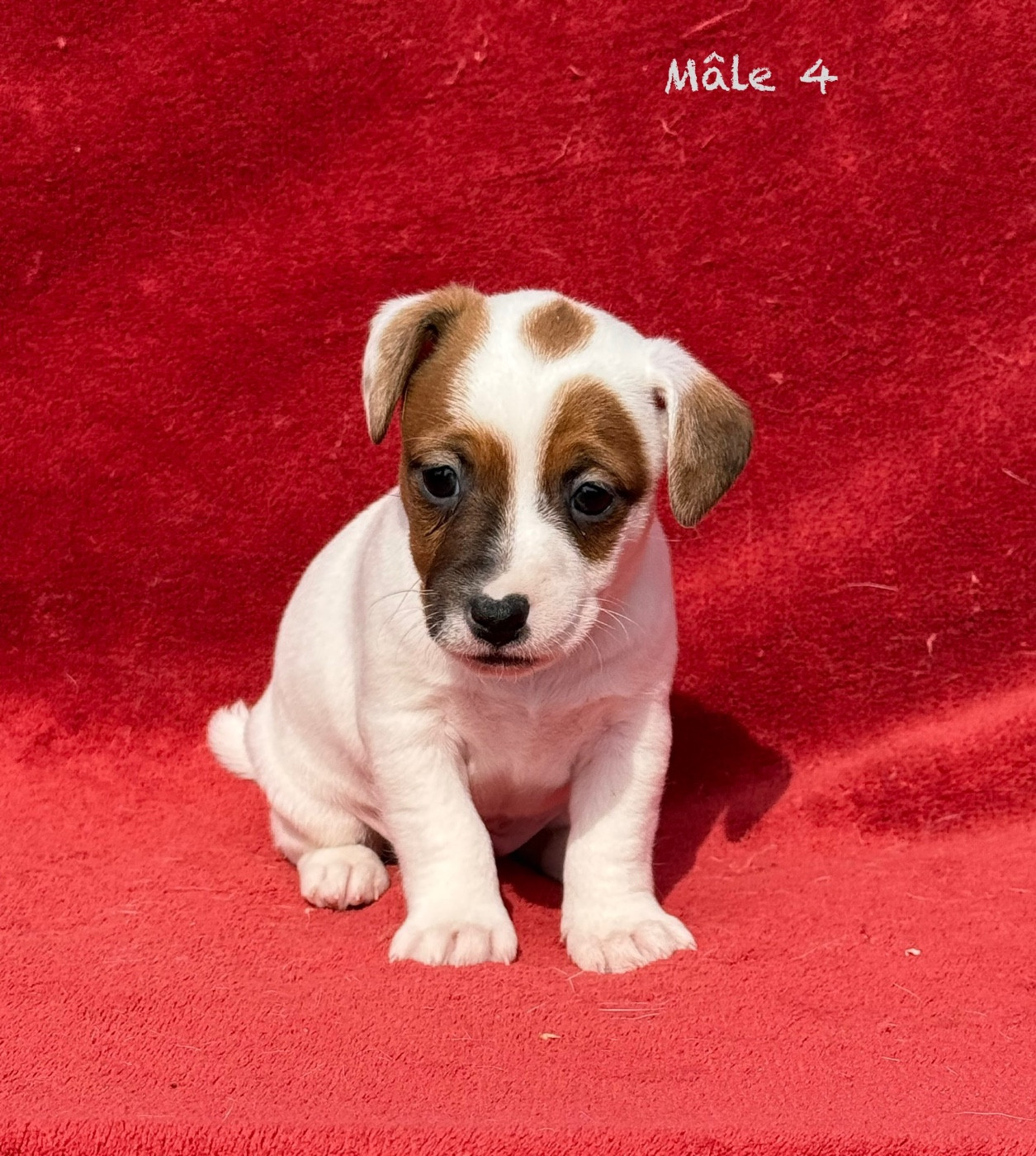 du Domaine de la Clairiere aux Loups - Chiots disponibles - Jack Russell Terrier