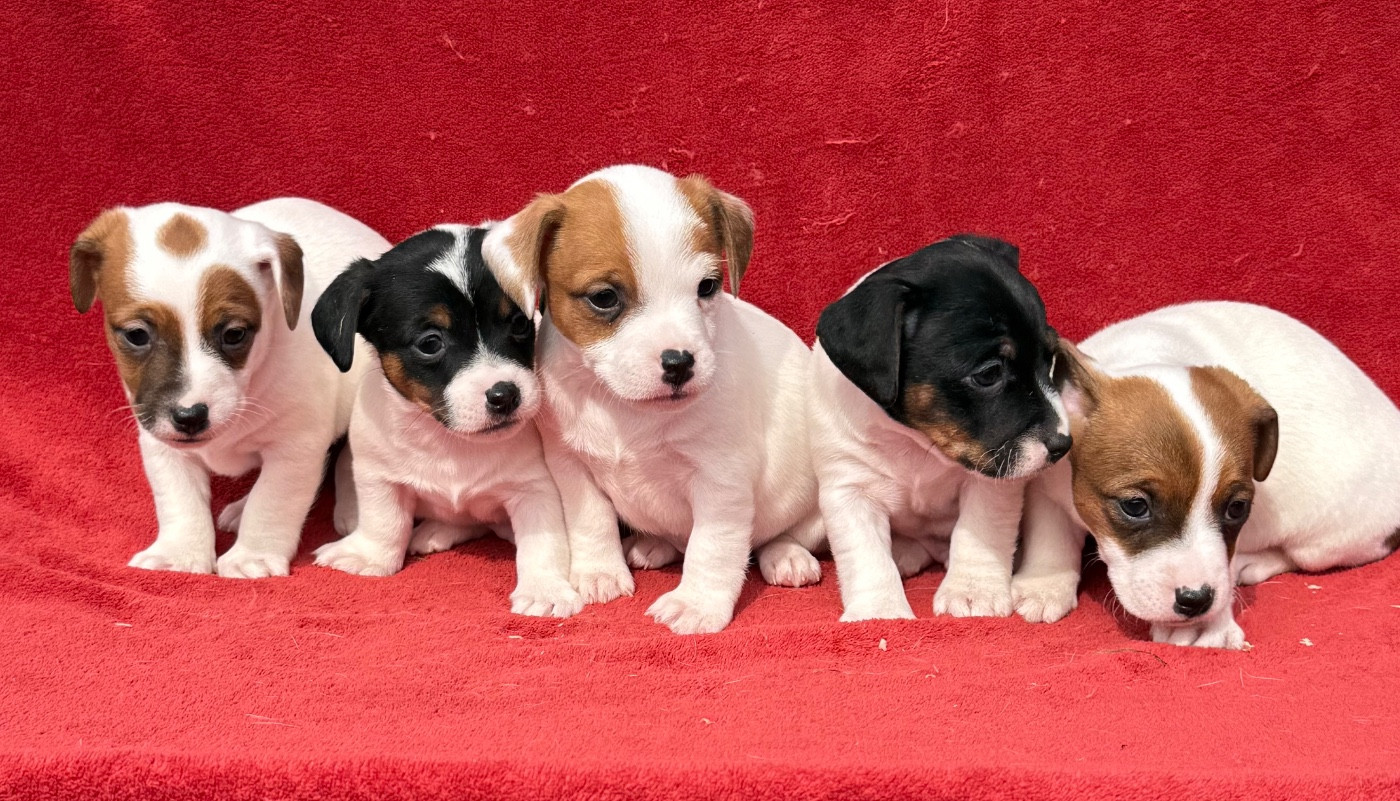 du Domaine de la Clairiere aux Loups - Jack Russell Terrier - Portée née le 13/03/2026