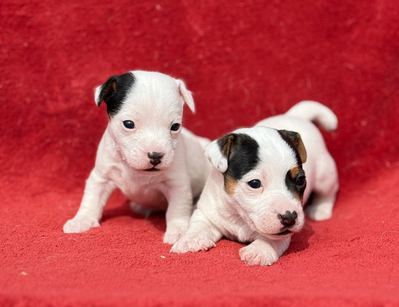 Chiot Jack Russell Terrier du Domaine de la Clairiere aux Loups