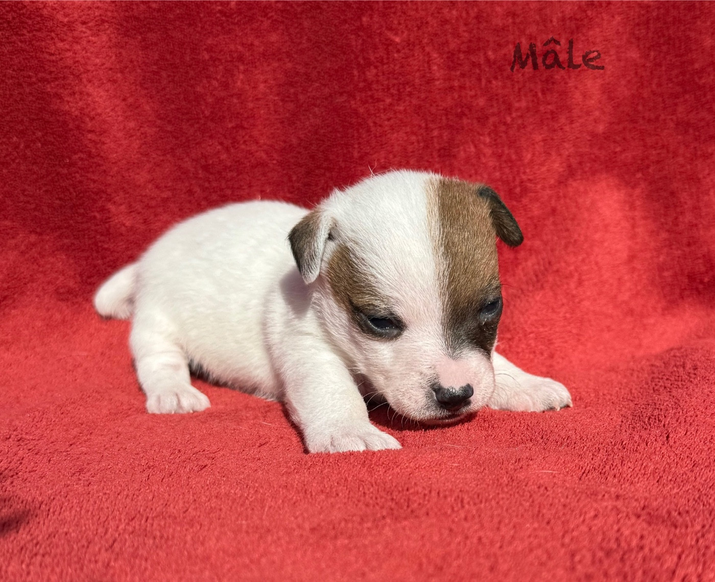 du Domaine de la Clairiere aux Loups - Chiots disponibles - Jack Russell Terrier