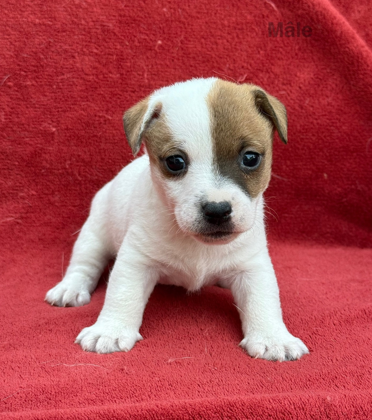 du Domaine de la Clairiere aux Loups - Chiots disponibles - Jack Russell Terrier