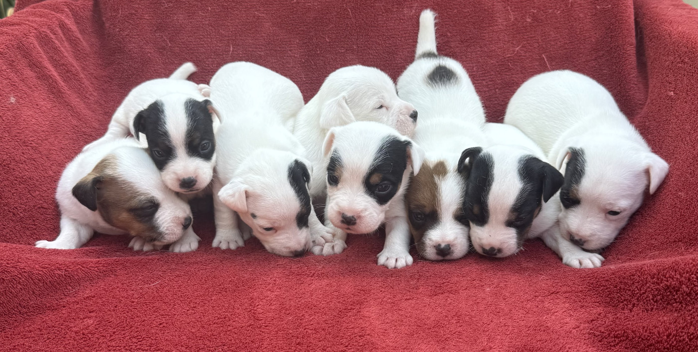 Chiot Jack Russell Terrier du Domaine de la Clairiere aux Loups