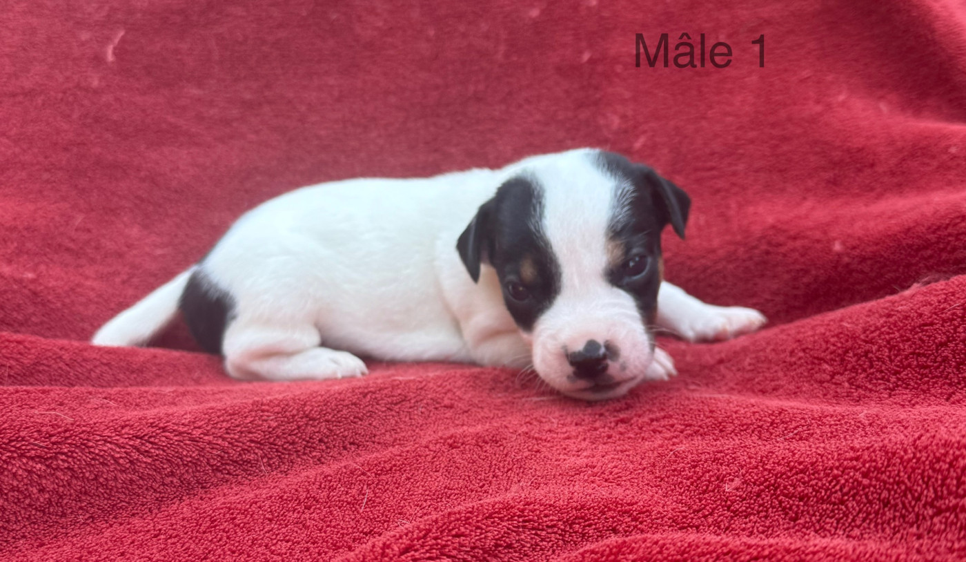 du Domaine de la Clairiere aux Loups - Chiots disponibles - Jack Russell Terrier