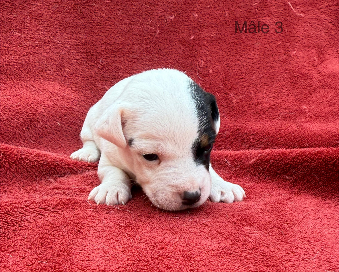 du Domaine de la Clairiere aux Loups - Chiots disponibles - Jack Russell Terrier