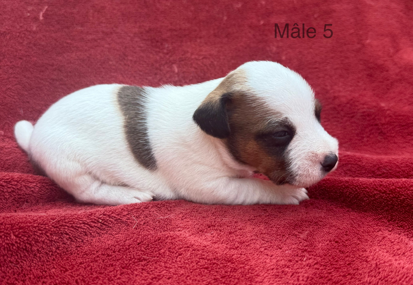 du Domaine de la Clairiere aux Loups - Chiots disponibles - Jack Russell Terrier