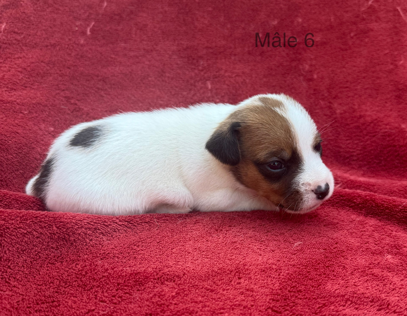 du Domaine de la Clairiere aux Loups - Chiots disponibles - Jack Russell Terrier