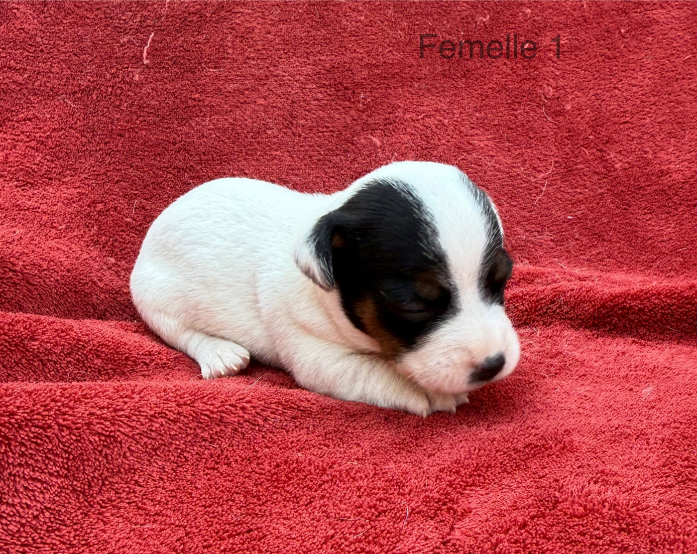 du Domaine de la Clairiere aux Loups - Chiots disponibles - Jack Russell Terrier