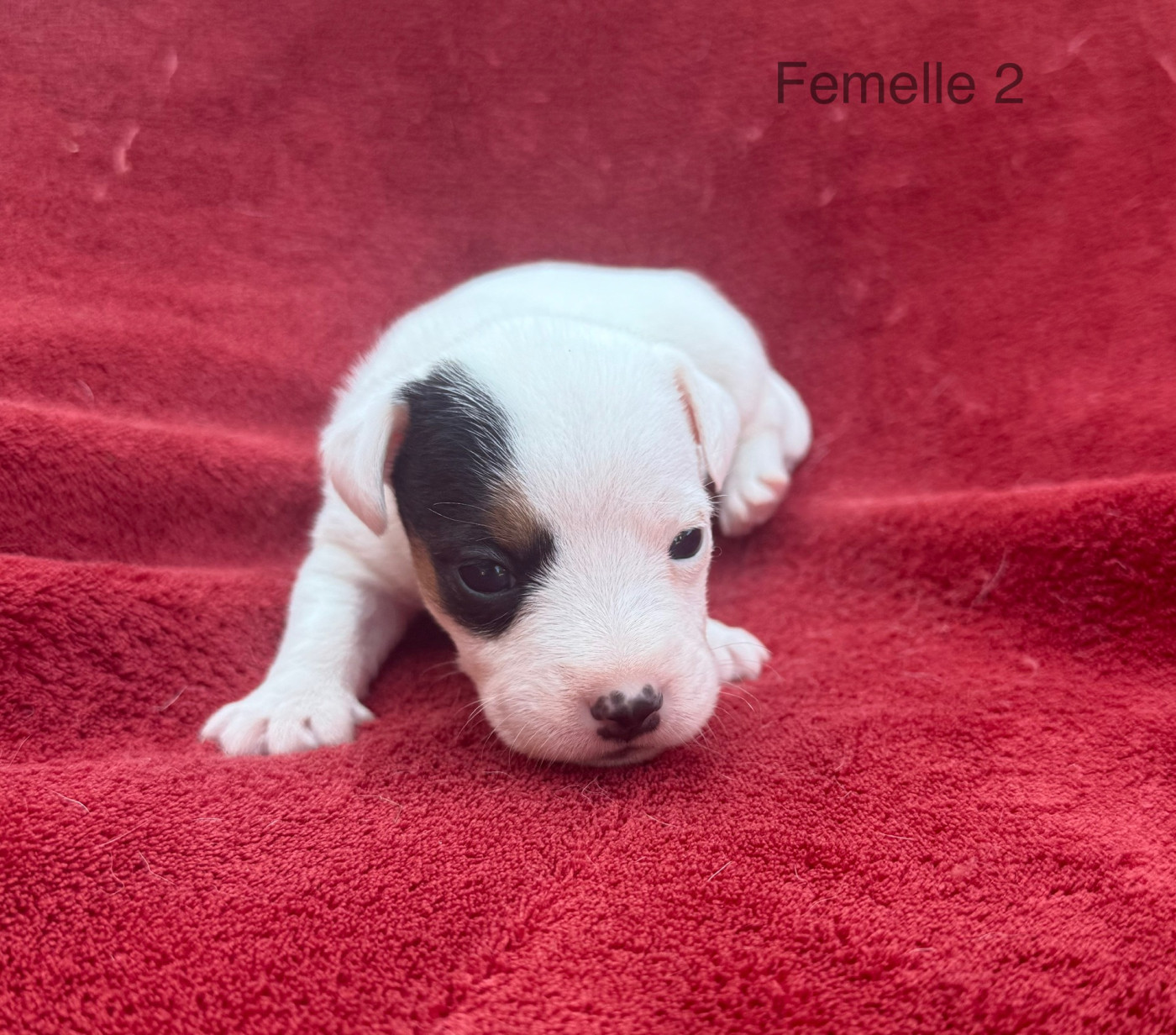 du Domaine de la Clairiere aux Loups - Chiots disponibles - Jack Russell Terrier