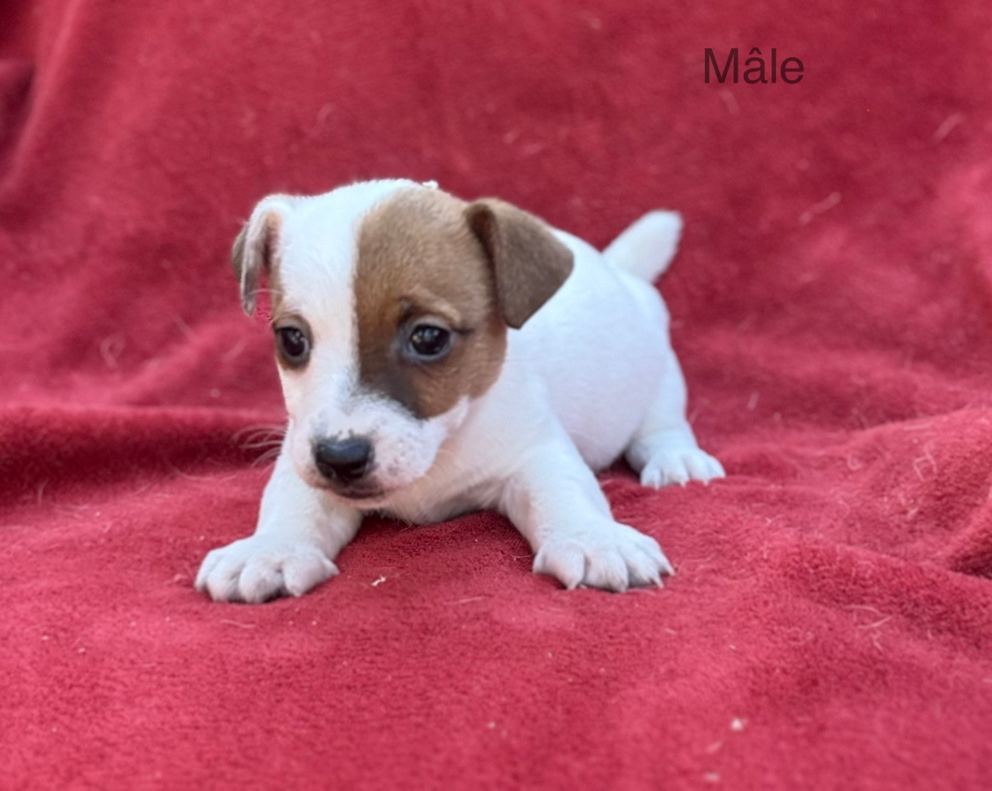 du Domaine de la Clairiere aux Loups - Chiots disponibles - Jack Russell Terrier