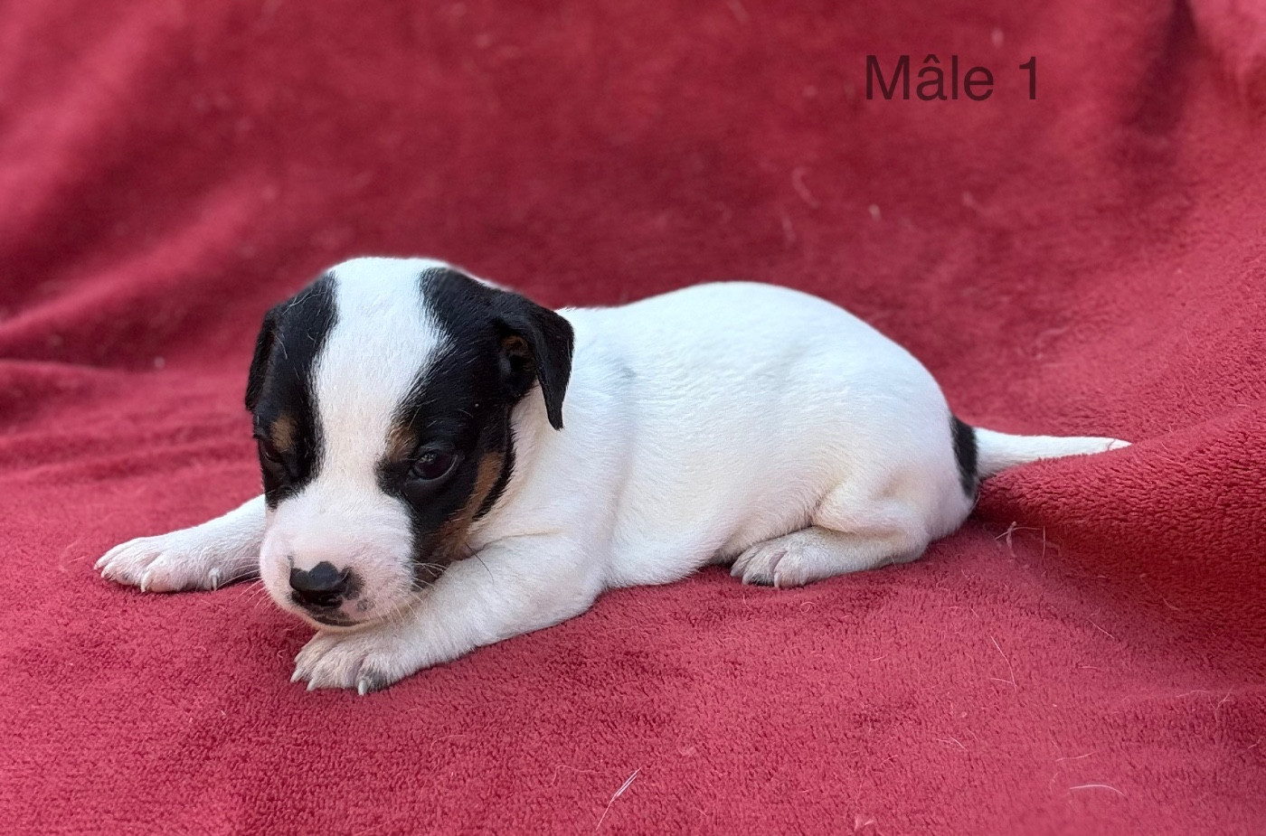 du Domaine de la Clairiere aux Loups - Chiots disponibles - Jack Russell Terrier