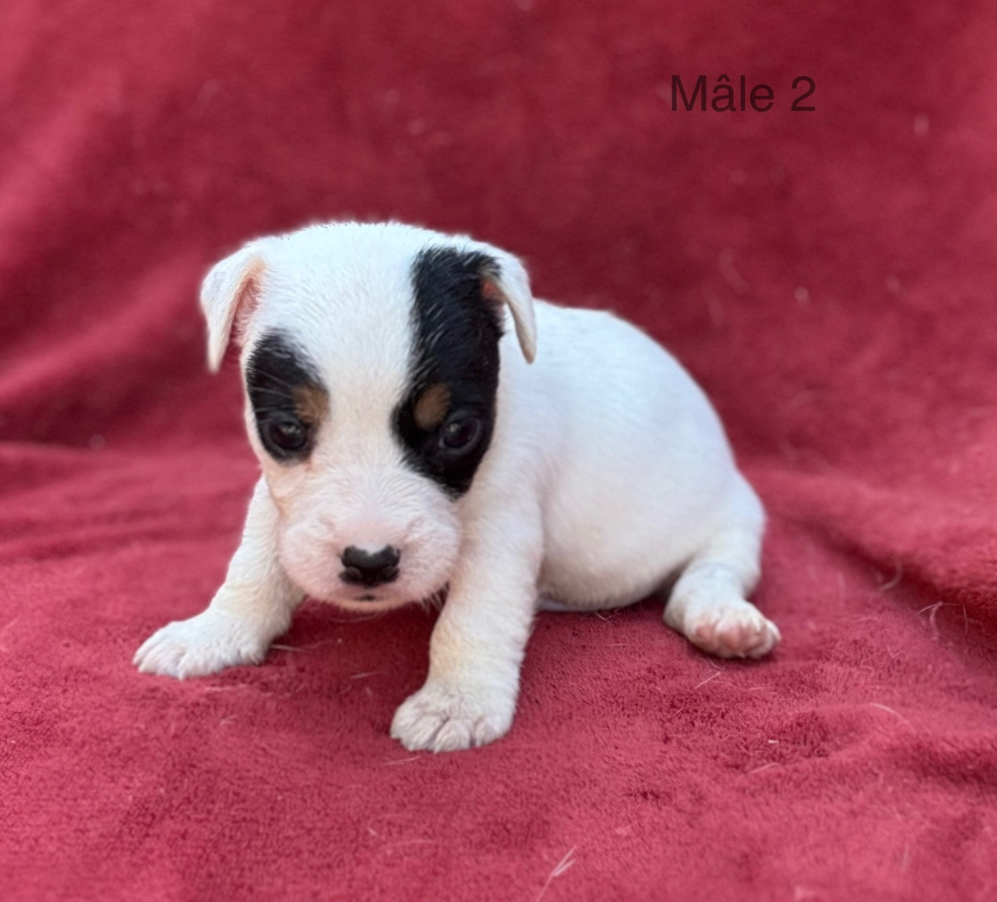 du Domaine de la Clairiere aux Loups - Chiots disponibles - Jack Russell Terrier