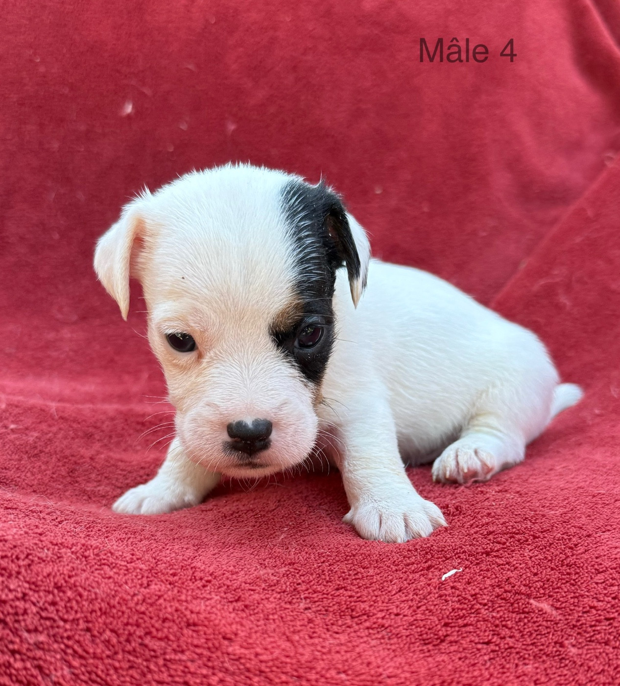 du Domaine de la Clairiere aux Loups - Chiots disponibles - Jack Russell Terrier