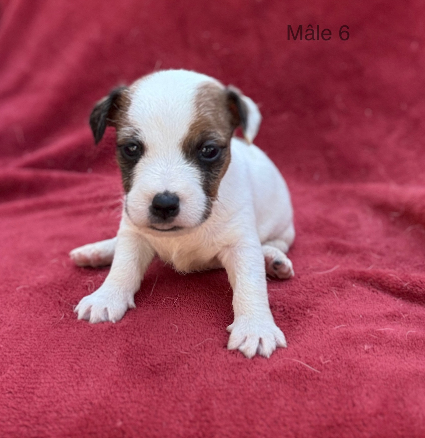 du Domaine de la Clairiere aux Loups - Chiots disponibles - Jack Russell Terrier
