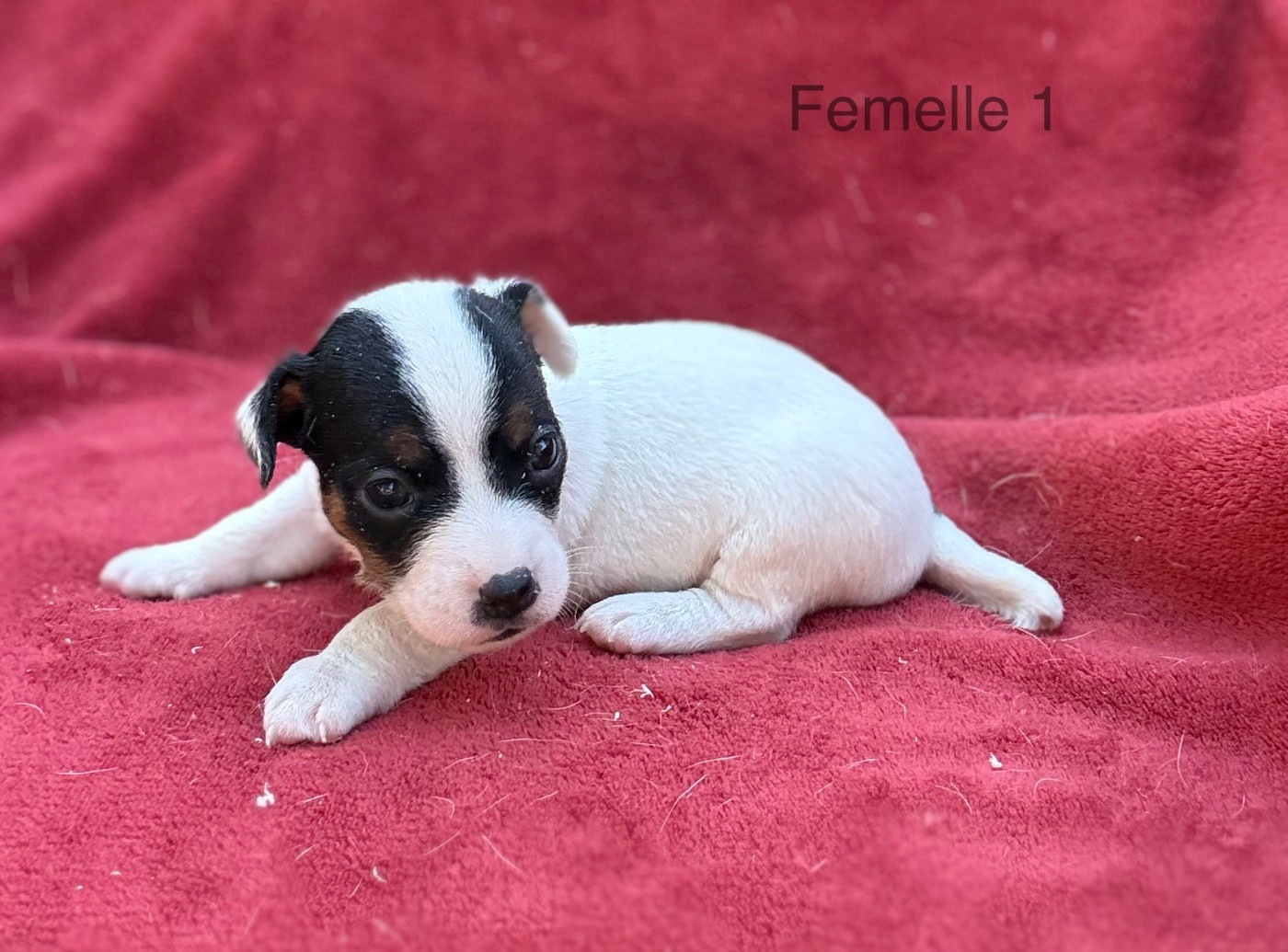 du Domaine de la Clairiere aux Loups - Chiots disponibles - Jack Russell Terrier