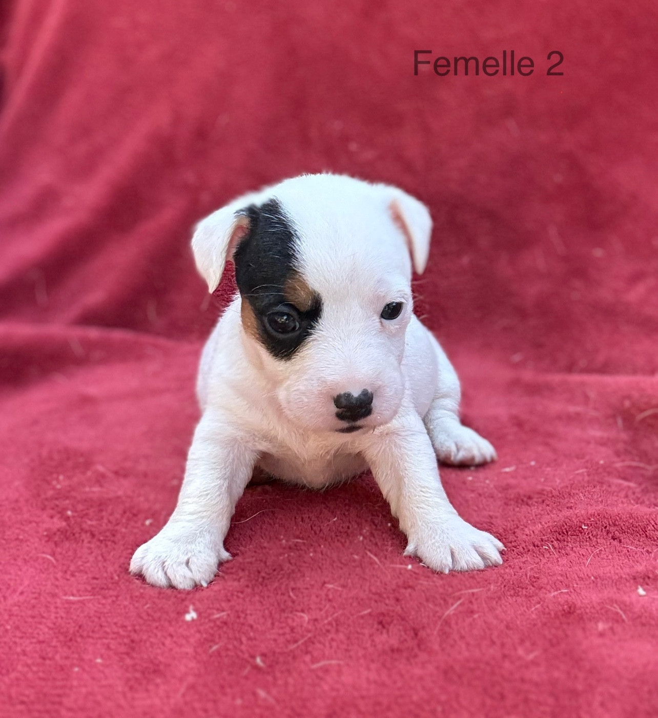 du Domaine de la Clairiere aux Loups - Chiots disponibles - Jack Russell Terrier