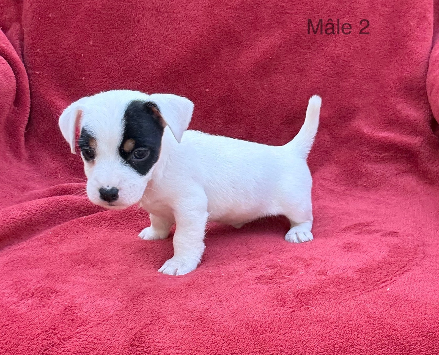 du Domaine de la Clairiere aux Loups - Chiots disponibles - Jack Russell Terrier