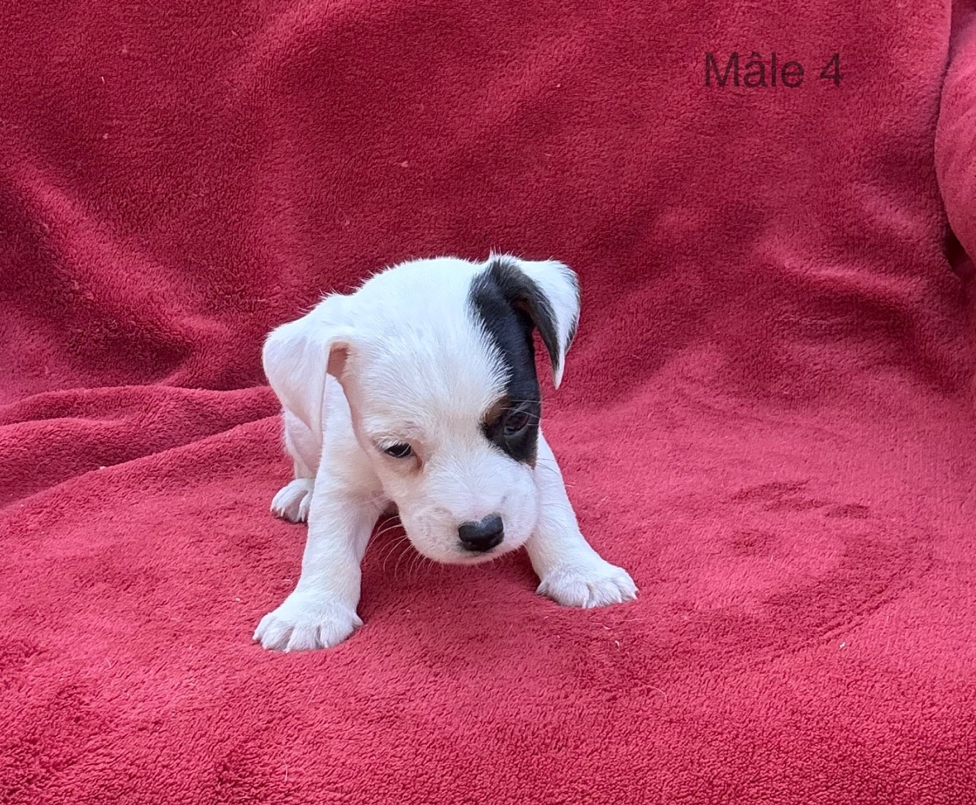 du Domaine de la Clairiere aux Loups - Chiots disponibles - Jack Russell Terrier
