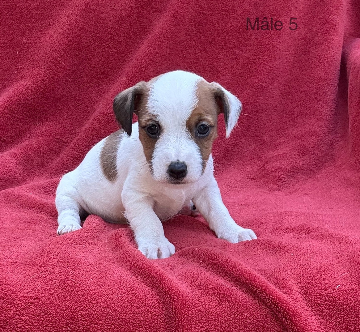 du Domaine de la Clairiere aux Loups - Chiots disponibles - Jack Russell Terrier