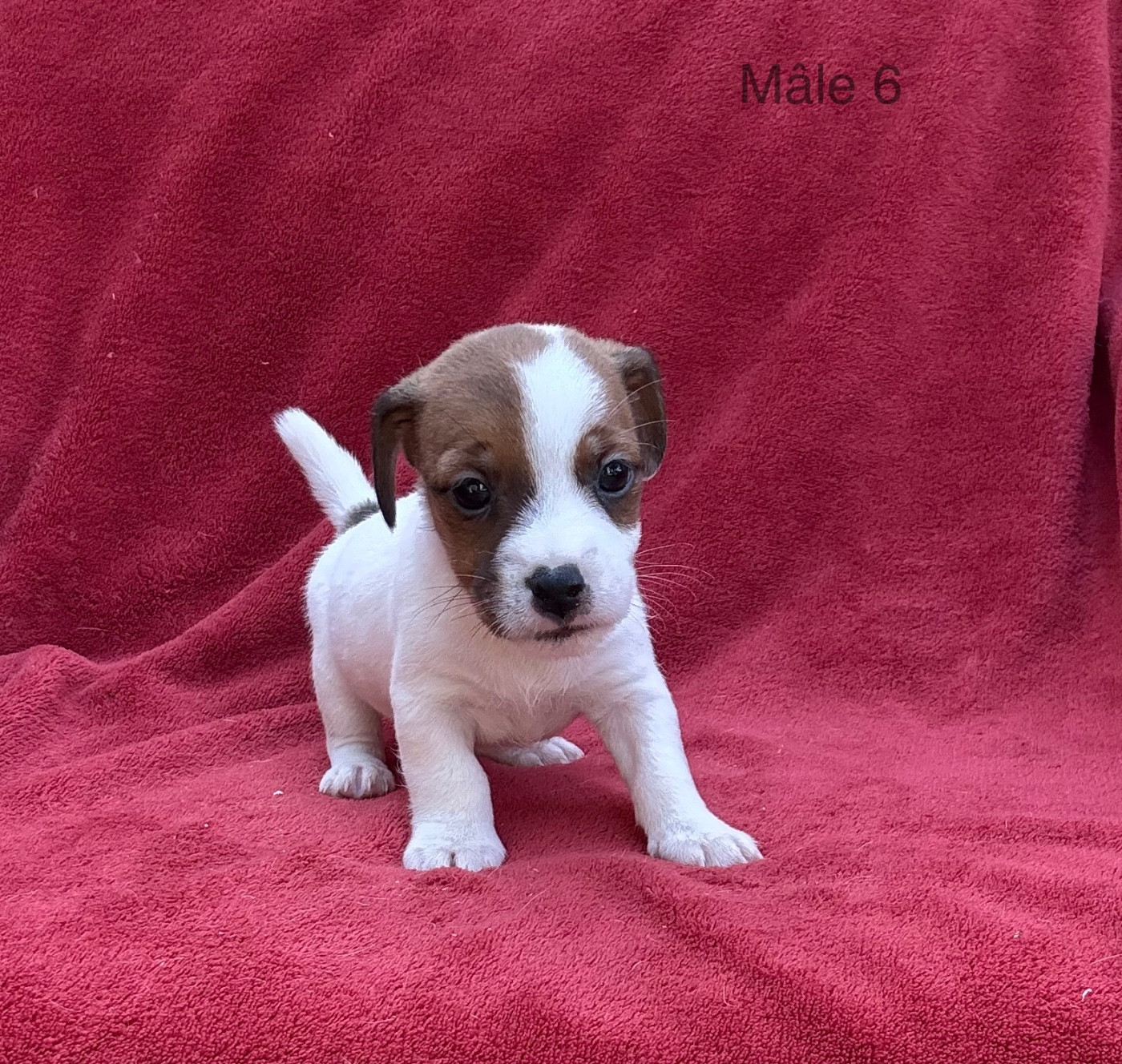du Domaine de la Clairiere aux Loups - Chiots disponibles - Jack Russell Terrier