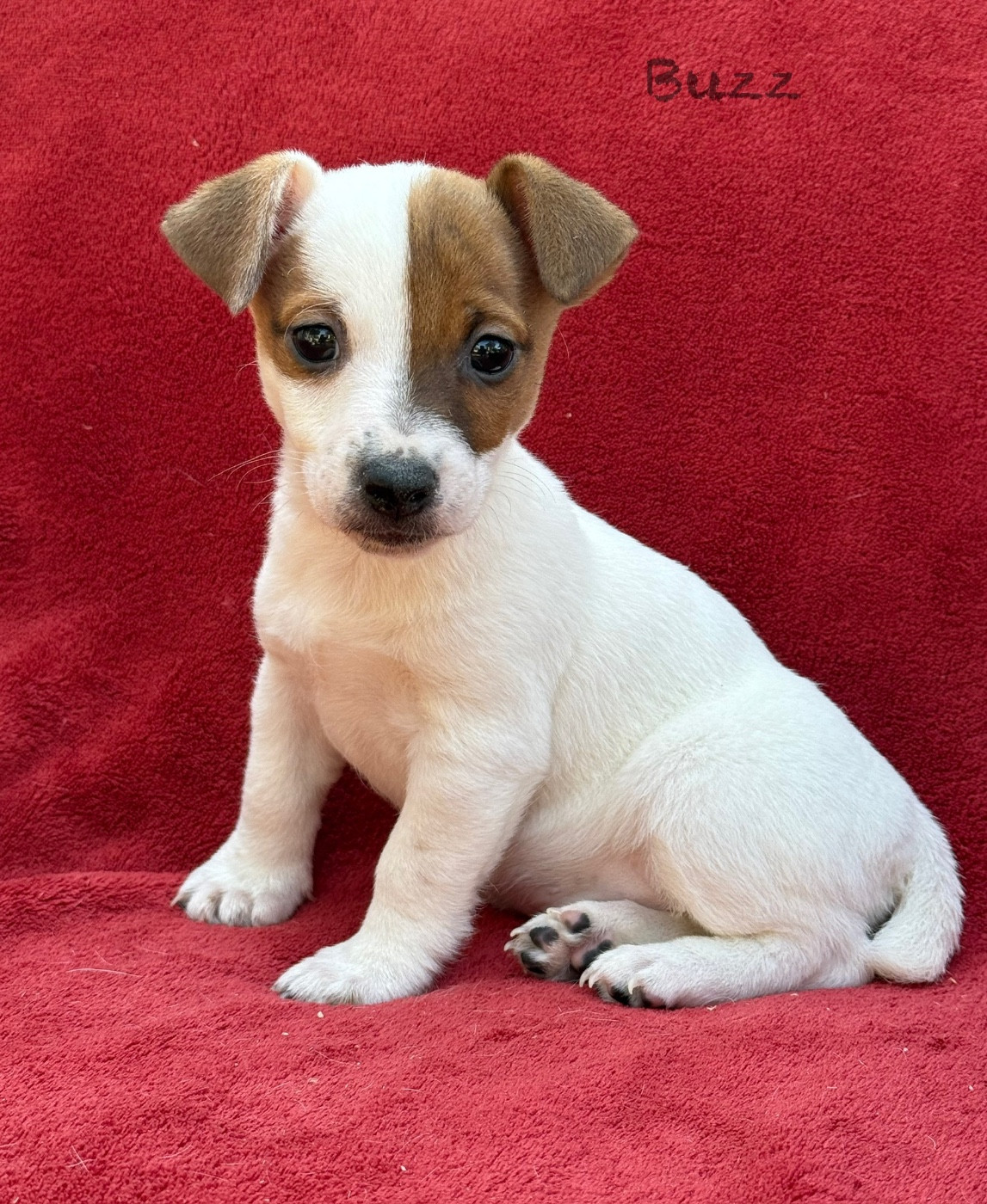 du Domaine de la Clairiere aux Loups - Chiots disponibles - Jack Russell Terrier