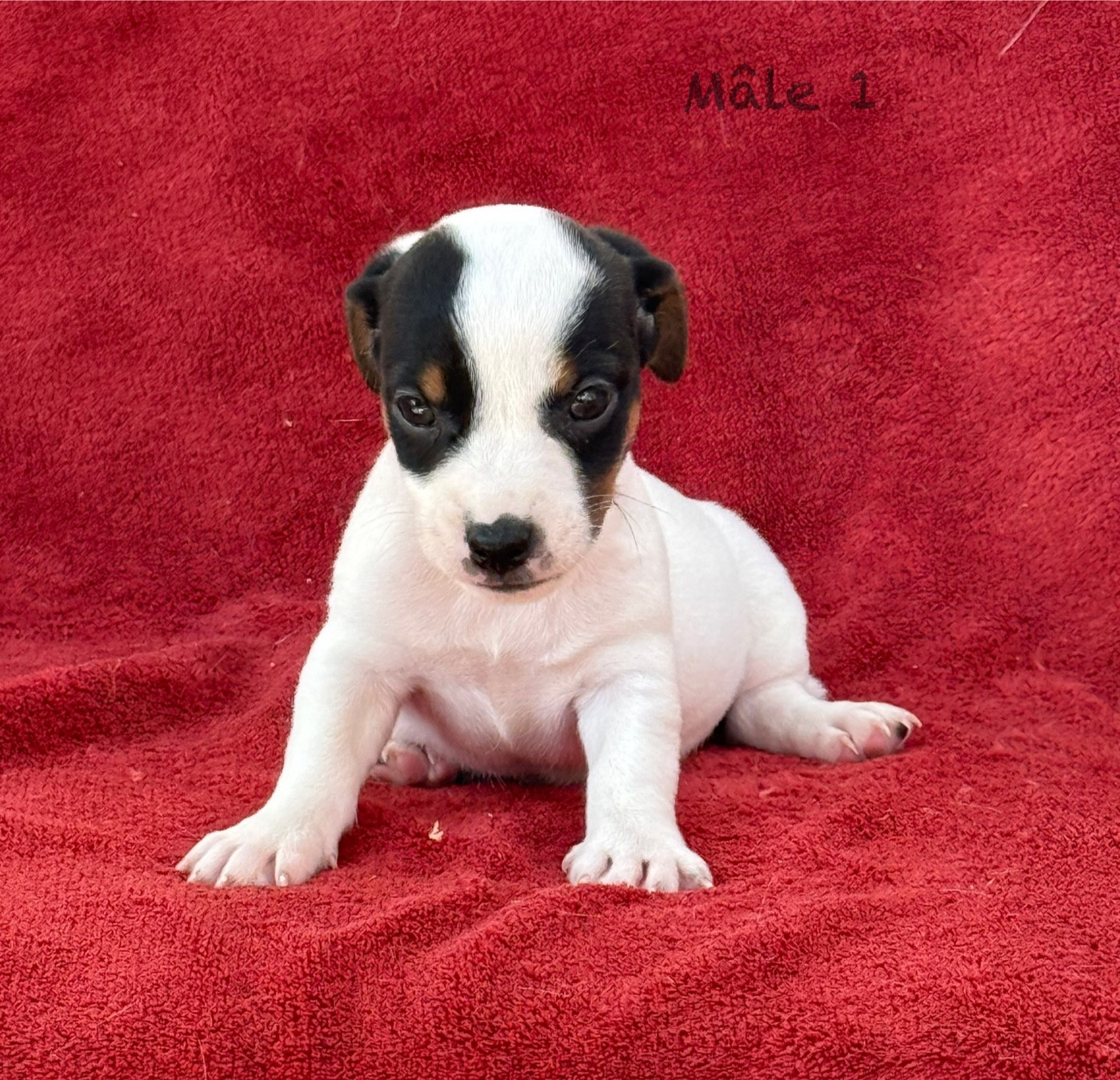 du Domaine de la Clairiere aux Loups - Chiots disponibles - Jack Russell Terrier
