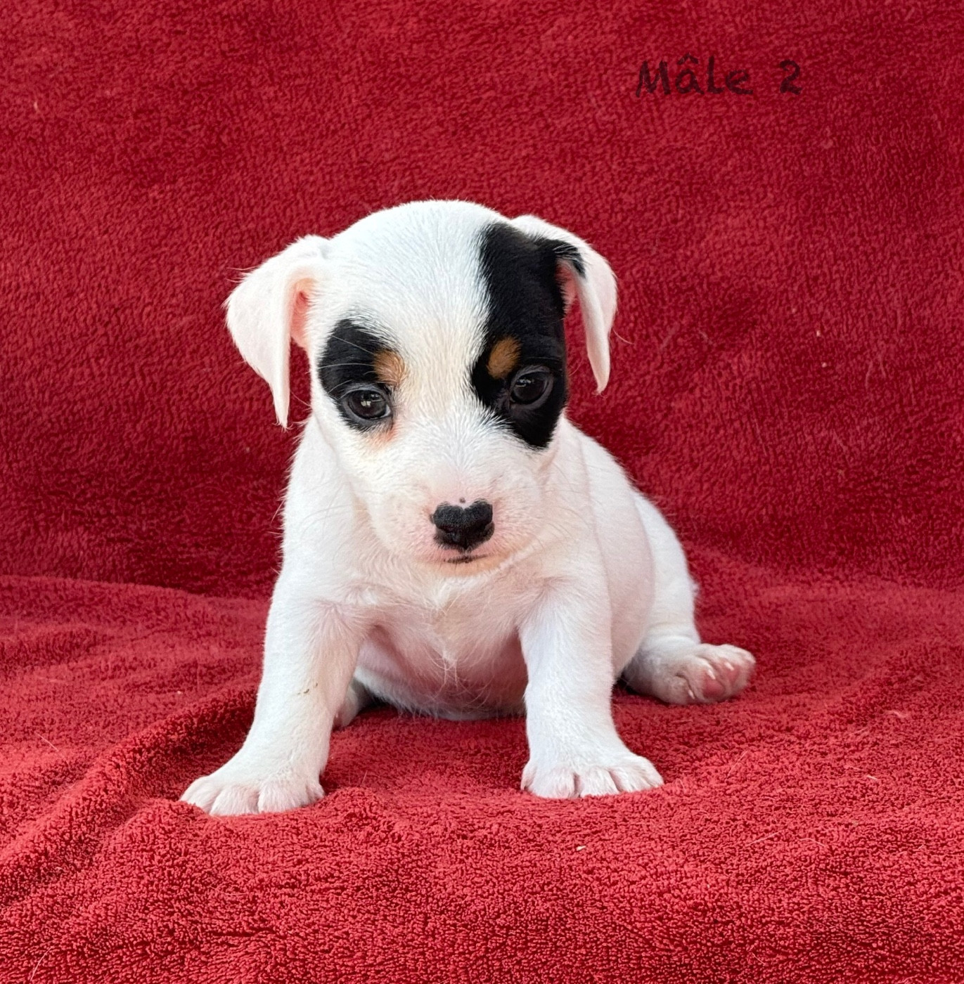 du Domaine de la Clairiere aux Loups - Chiots disponibles - Jack Russell Terrier