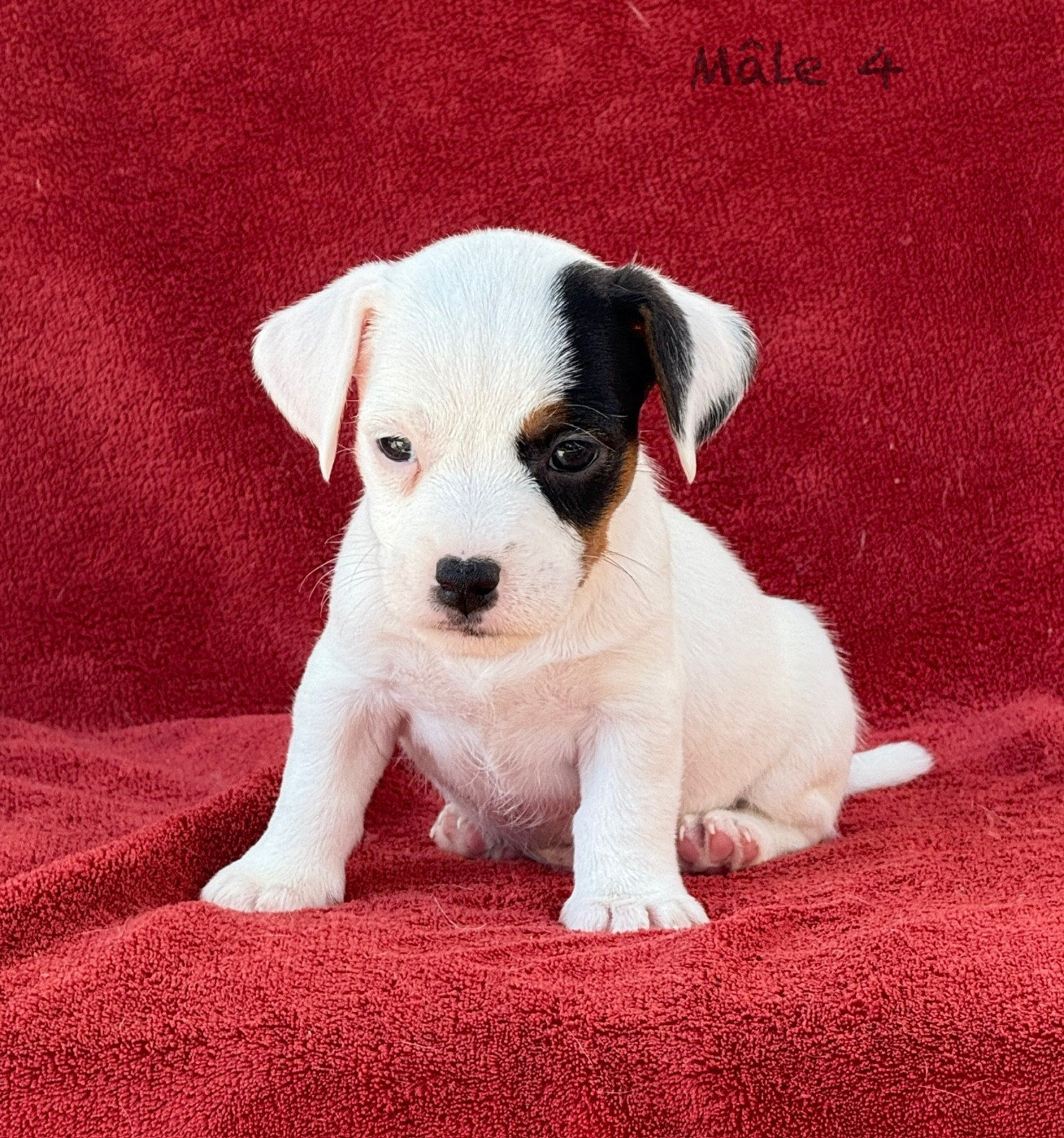 du Domaine de la Clairiere aux Loups - Chiots disponibles - Jack Russell Terrier