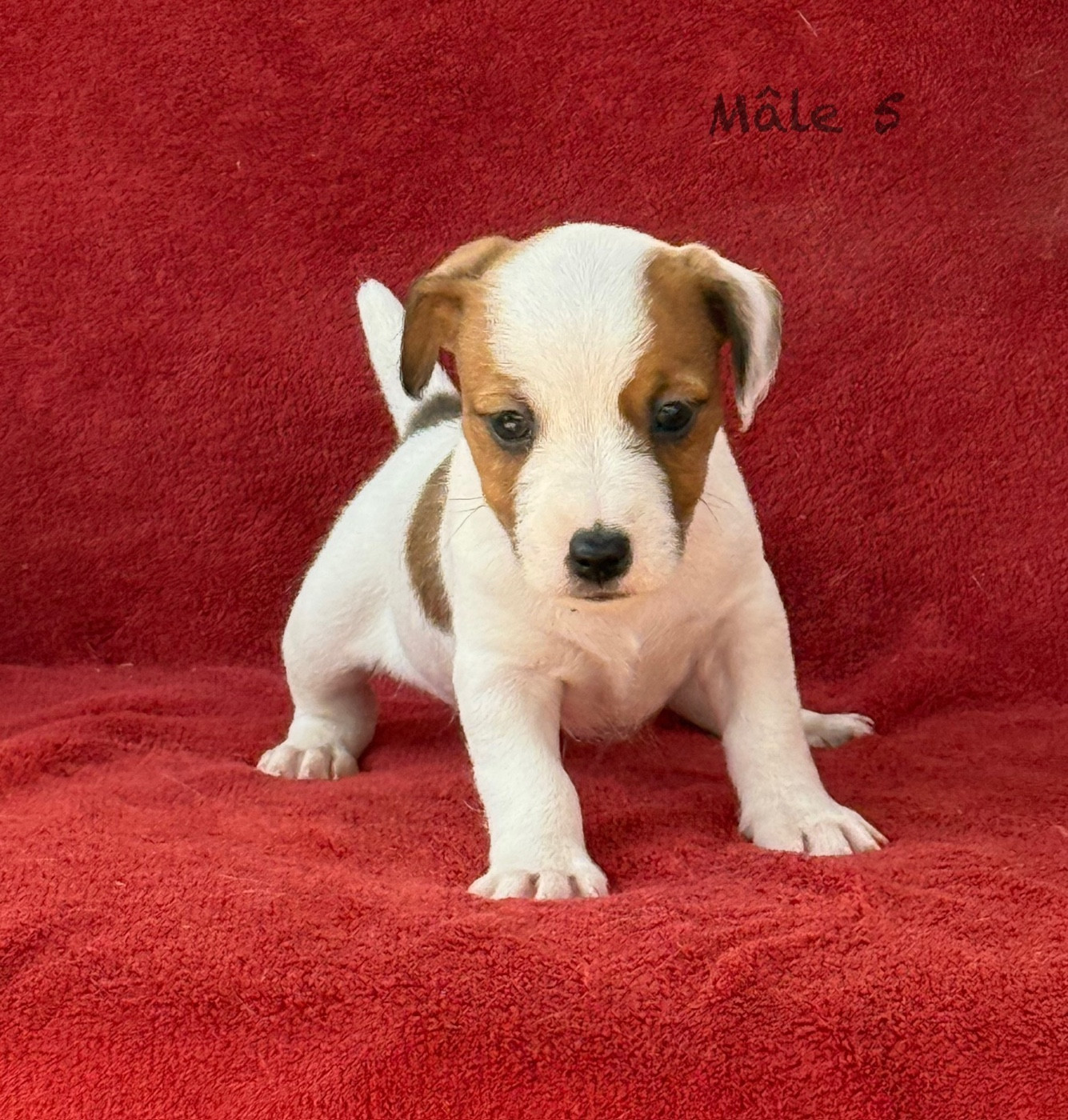 du Domaine de la Clairiere aux Loups - Chiots disponibles - Jack Russell Terrier