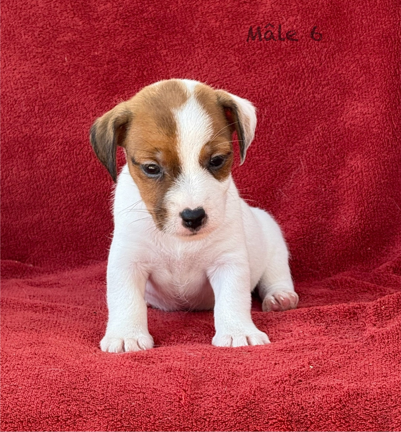 du Domaine de la Clairiere aux Loups - Chiots disponibles - Jack Russell Terrier